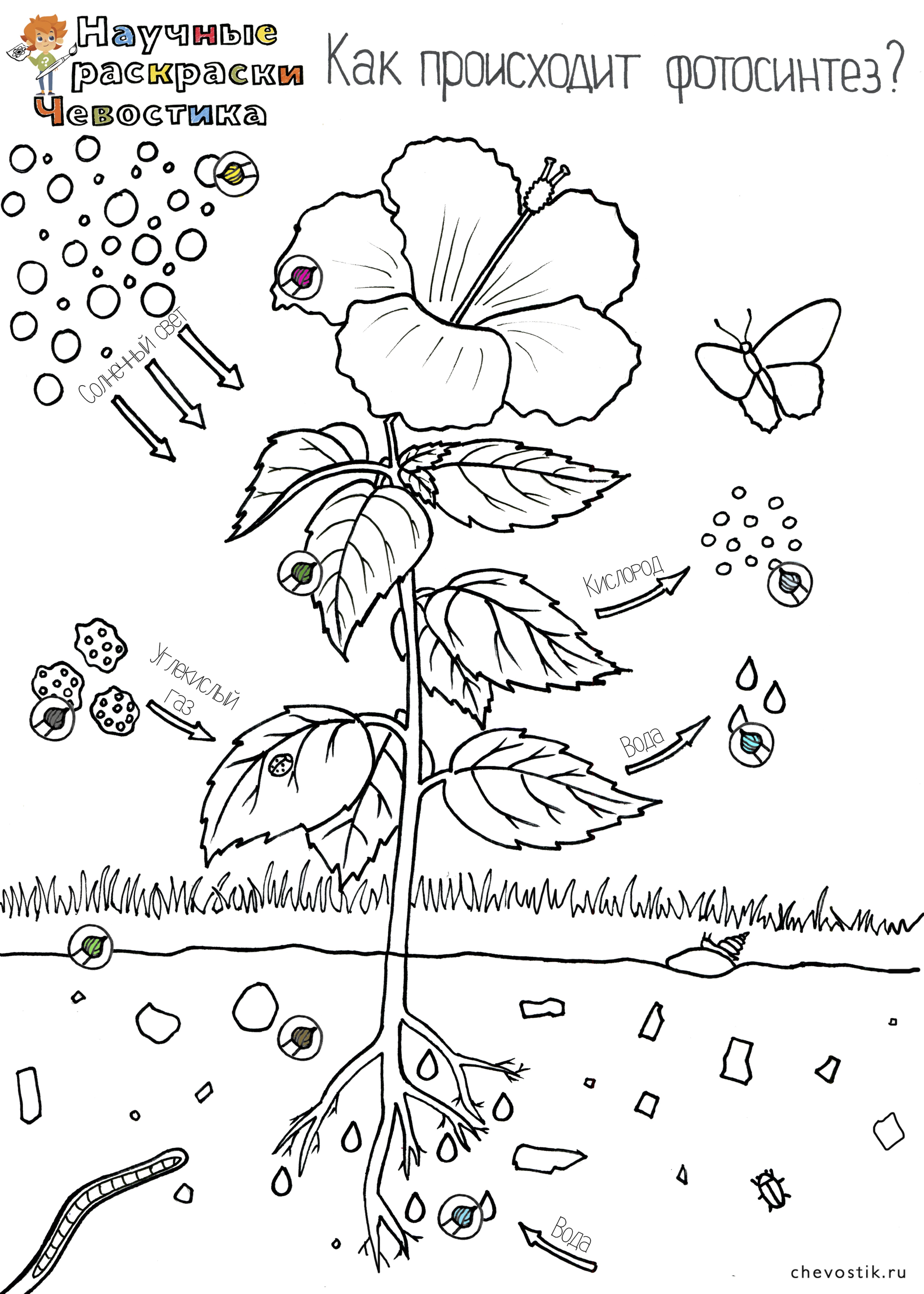 Задания по теме фотосинтез 6 класс. Части растений раскраска. Научные раскраски Чевостика. Строение цветов для дошкольников. Счасти растений раскраска.