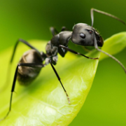 Раскраска Стрекоза и муравей - скачать бесплатно