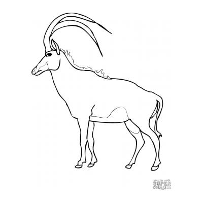  Антилопа - травоядное животное