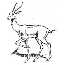  Антилопа - травоядное животное