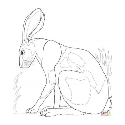  Раскраска с зайцем