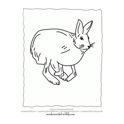  Раскраска с зайцем
