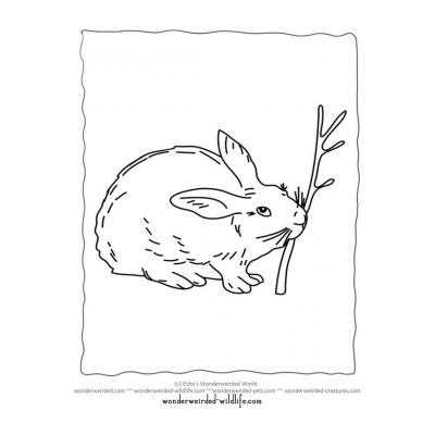 Заяц в лесу