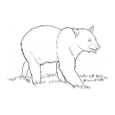  Раскраска Медведь
