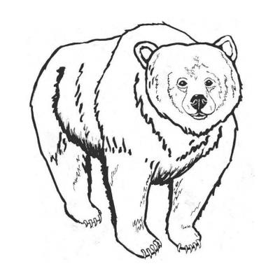  Распечатать раскраску с медведем