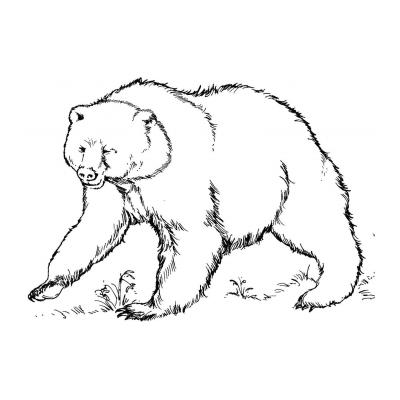  Лесной медведь