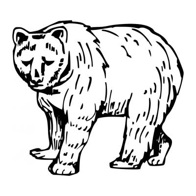  Раскраска Медведь