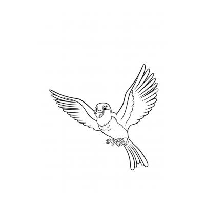 Раскраски Птицы для мальчиков и девочек - распечатать, скачать бесплатно