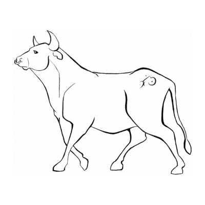  Раскраска с быком