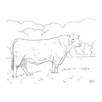  Как раскрасить быка