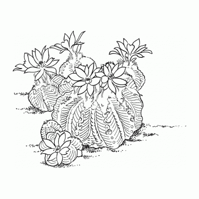 Раскраска кактус