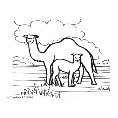  Верблюд с двумя горбами