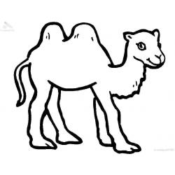  Верблюд - корабль пустыни