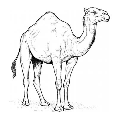 Раскраска верблюд