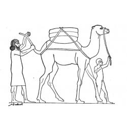 Верблюд с горбом
