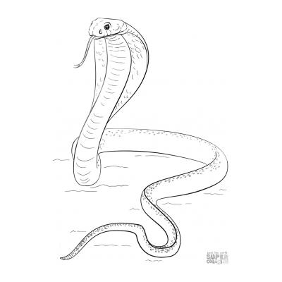  Опасная кобра