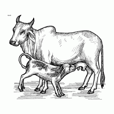  Корова - кормилица