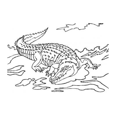  Раскраска с крокодилом