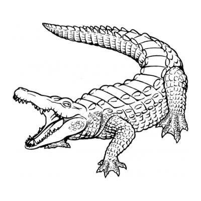  Крокодил - дикое животное