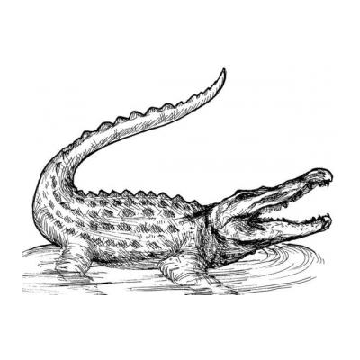  Раскраска с крокодилом