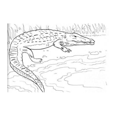  Крокодил - дикое животное