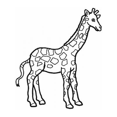  Длинноногий жираф