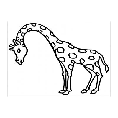  Жираф - травоядное животное