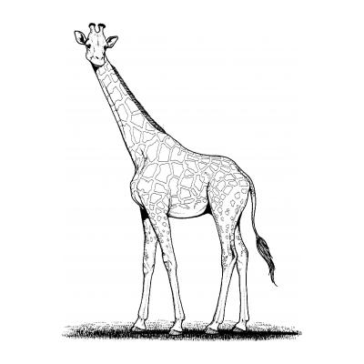  Жираф живет в Африке