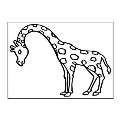 Раскраска жираф