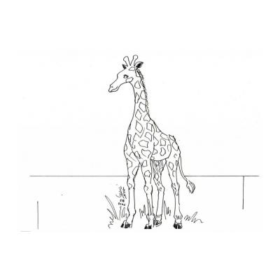  У жирафа длинная шея