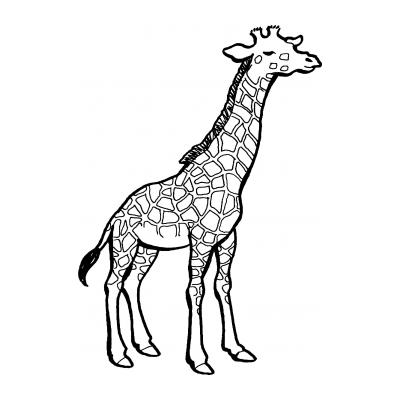  Жираф гуляет