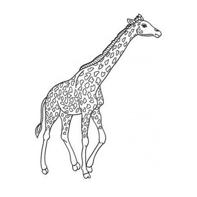  Жираф живет в Африке