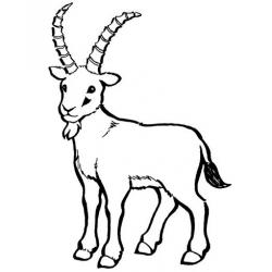 Красавица - коза