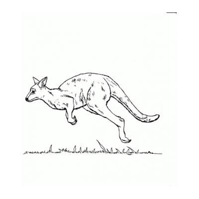  Раскрасить кенгуру