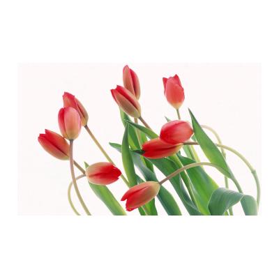 Открытки с тюльпанами на 8 марта - распечатать, скачать бесплатно