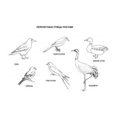 Раскраски перелетные птицы (с названиями) - распечатать, скачать бесплатно