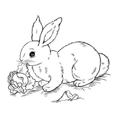  Кролик - раскраска для детей