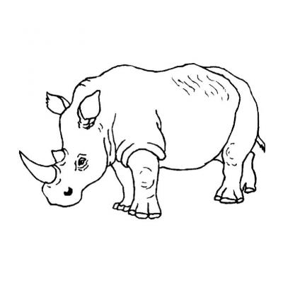  Крупный носорог