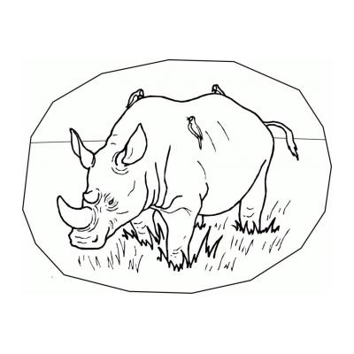  Носорог большой зверь