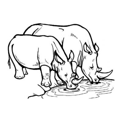  У носорога большой рог