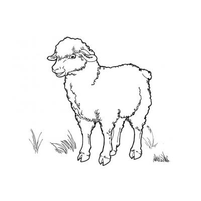 Распечатать раскраску Овца