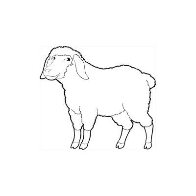  Раскраска с овцой