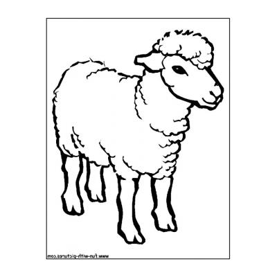  Раскраска с овцой