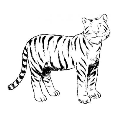  Тигр - хищный зверь