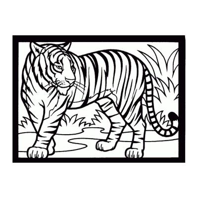  Тигр из семейства кошачьих