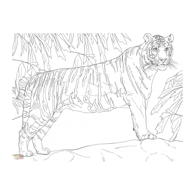  Раскрасить тигра