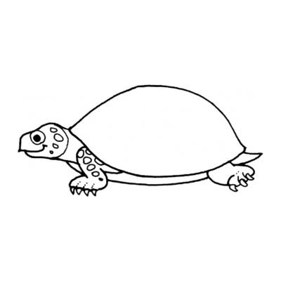  Черепаха - раскраска для детей