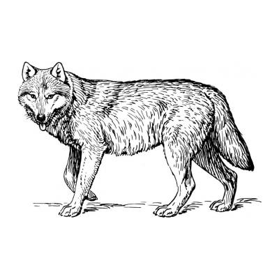  Волк