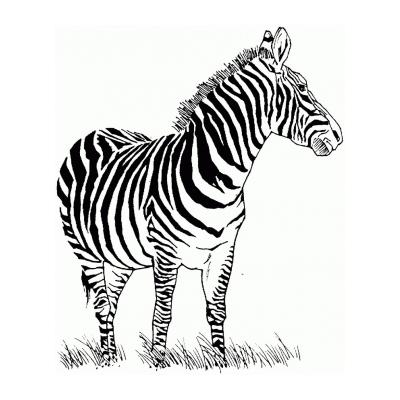  Зебра житель саванны