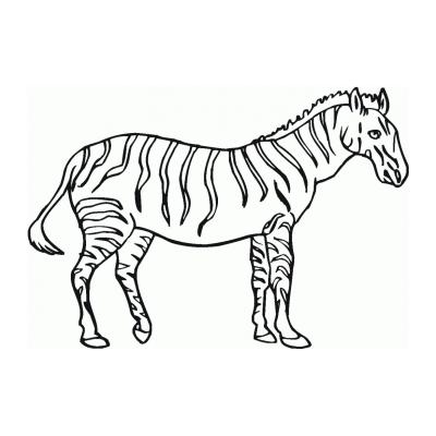  Зебра лошадка
